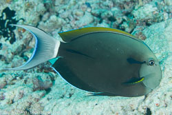 BD-130714-Maldives-0641-Acanthurus-nigricauda.-Duncker---Mohr.-1929-[Epaulette-surgeonfish].jpg